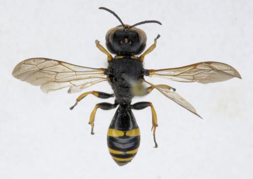Réf. 264 326 : Ectemnius continuus punctatus